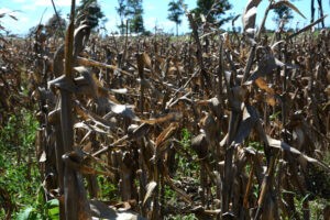 México anuncia una inversión privada de 300 millones de dólares en una planta de maíz