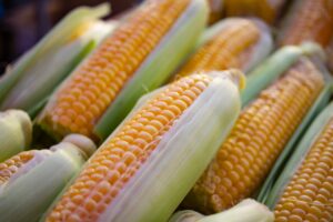 México recibe solicitud de EE.UU. para abrir panel de controversias por maíz transgénico