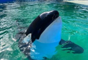 Muere Lolita, la orca cautiva en Miami desde hace 53 años