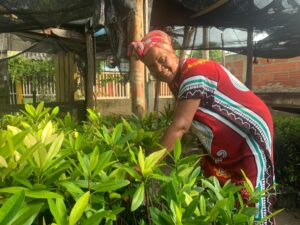 Mujeres cultivan mangle para salvar a la Ciénaga de la Virgen en Cartagena - Otras Ciudades - Colombia