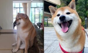 Murió 'Cheems', el perro meme y más viral de Internet ¿qué le pasó? - Gente - Cultura