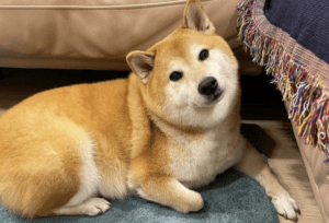Murió Cheems, el popular perro de internet