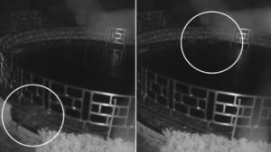 Nutria hambrienta se coló a un estanque de un hotel de lujo para cometer un cuantioso robo (VIDEO)