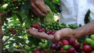 Productores buscan internacionalizar el café merideño