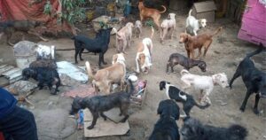 Protección animal de Ecatepec rescata a 31 perros en condiciones precarias