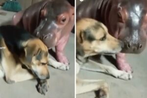 Se viraliza video de un hipopótamo bebé jugando con un perro en cautiverio y las autoridades inician su búsqueda