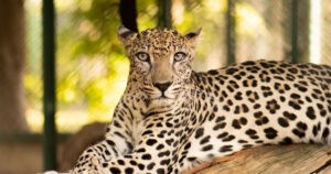 Secuencian el genoma del leopardo de Arabia, clave para su conservación