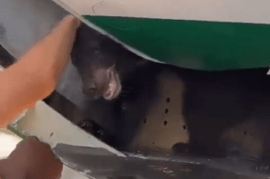 Un avin sufre un retraso en Dubi debido a la fuga de un oso en la bodega de carga