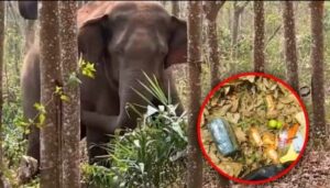 Un elefante salvaje descubrió un contrabando de droga y lo entregó a la policía (VIDEO)
