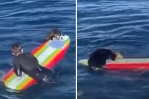 Una nutria marina fue captada robando tablas de surf a los bañistas en playa de California (+Video)