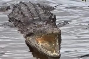 VIDEO: Recorría los Everglades de Florida y grabó a un cocodrilo en una extraña situación