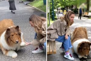 Youtuber japonés pagó casi $15,000 para “convertirse” en un perro (+Video)