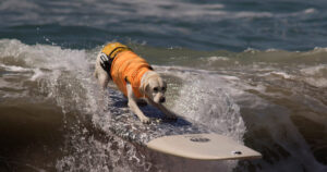 el Campeonato Mundial de Surf para perros y cómo enseñar a tu mascota a surfear