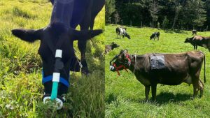 ¿Vacas con máscara? El método que crearon en Medellín para medir emisiones de metano - Medellín - Colombia