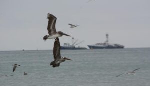 Activan protocolos ante posible afectación de aves en el archipiélago de Galápagos - AlbertoNews