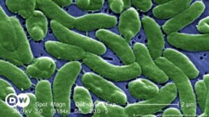 Alerta en EE. UU. por infecciones con "bacteria carnívora" – DW – 04/09/2023