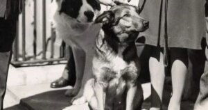 Bing, el perro paracaidista que sobrevivió a siete saltos y a las heridas de guerra