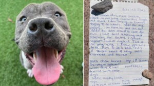 CONMOVEDOR | Cachorro es abandonado con una nota que revela el motivo y así responde el refugio que lo acogió