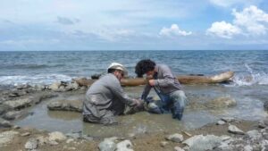 Científicos hallaron restos de ADN en el fósil más antiguo de tortuga marina - AlbertoNews