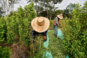 Colombia busca transformar su lucha contra las drogas y disminuirá producción de coca