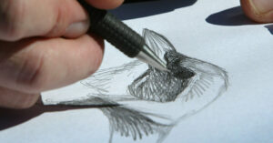 Cómo dibujar aves, según David Sibley