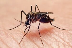Cómo el aumento de la temperatura del planeta habría impulsado la expansión del dengue en Europa, Asia y América - AlbertoNews