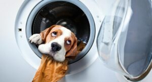 Cómo limpiar la lavadora y la secadora de los pelos de las mascotas sin plata
