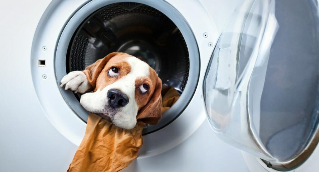 Cómo limpiar la lavadora y la secadora de los pelos de las mascotas sin  plata - Tenemos Noticias de Latinoamérica y el Mundo