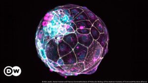 Cultivan modelo de embrión humano sin esperma ni óvulo – DW – 06/09/2023