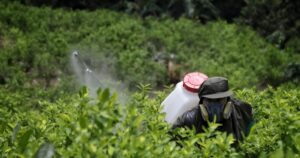 Cultivos de coca siguen aumentando en Colombia, según Naciones Unidas: en 2022 llegaron a 230.000 hectáreas