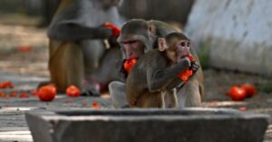 Cumbre del G20: India debe controlar a los monos callejeros