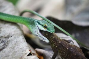 Desbaratado en Buenos Aires un mega criadero ilegal de serpientes, tarntulas e insectos