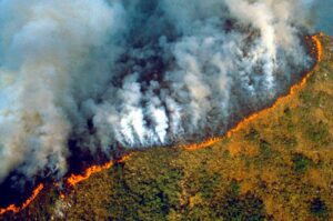 El estado brasileño de Amazonas declara una emergencia ambiental ante los incendios - AlbertoNews