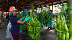 El tráfico de drogas pone en peligro la industria bananera de Ecuador