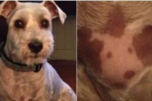 El tierno caso de un perro que nació con un tatuaje de su propio rostro en el pecho