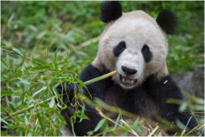 El tierno reencuentro entre una mamá panda y su bebé tras un tiempo separados (+Video)