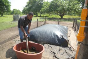 Fincas agrícolas producen biogás con estiércol de vaca en el norte de Colombia