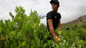 Colombia soft-pedals its war on drugs amid record cocaine yield
