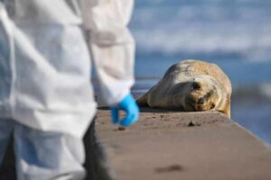 Invasión de focas zombies puso en alerta a California