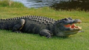 Investigan el ataque mortal de un caimán de 4 metros a una persona en Florida - AlbertoNews