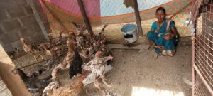 La cría orgánica de aves de corral mejora la vida de campesinos en India