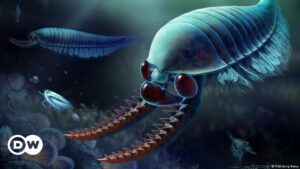 La herencia de criatura marina con tres ojos en artrópodos – DW – 01/09/2023