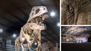 Los dinosaurios dejaron un legado compartido entre Patagonia y Australia