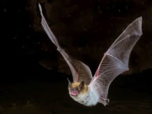 Los murciélagos no desarrollan cáncer: los científicos están cerca de entender por qué - AlbertoNews