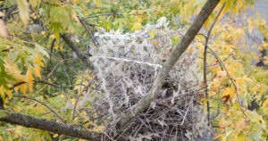 Los pájaros ya usan las espinas 'anti-pájaros' para hacer sus nidos
