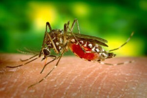 Monitor Salud alerta que cuatro parroquias de Caracas lideran los casos de dengue en el país
