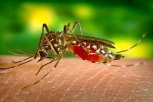 Monitor Salud reportó 39 casos nuevos de dengue en 7 días