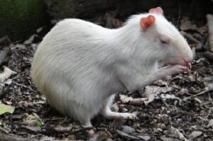 Nace el primer Picure Albino en el zoológico Leslie Pantín