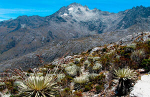 Parque nacional Sierra Nevada: Área de gran importanca ecológica para Venezuela