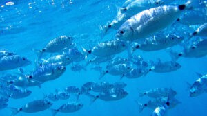 Pequeños peces muerden a la gente en las playas de España - AlbertoNews